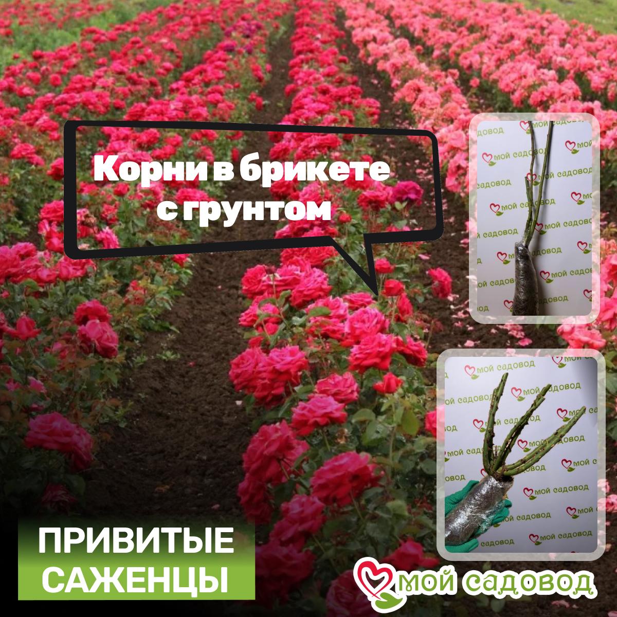 Роза Винчестер Кафедрал