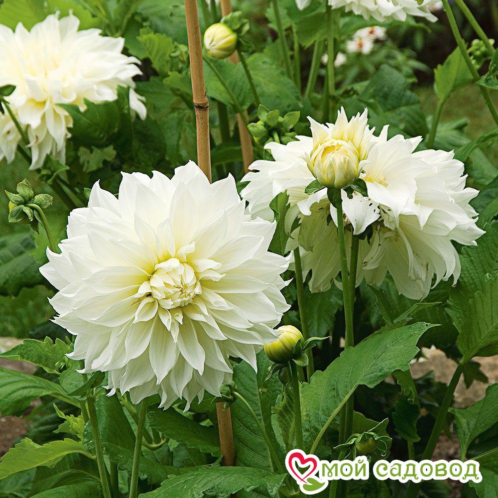 Георгина ФЛЁРЕЛЬ